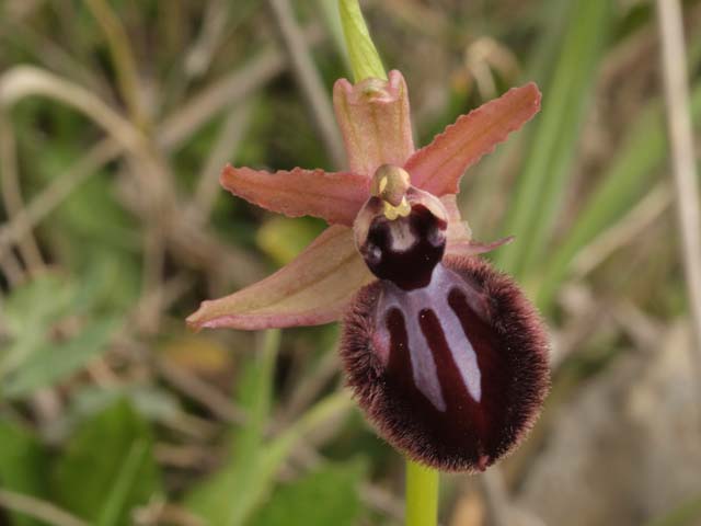 ophrys murgiana